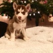 Small Photo #1 Siberian Husky Puppy For Sale in CUCAMONGA, CA, USA