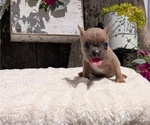 Small Photo #47 French Bulldog Puppy For Sale in GOSHEN, IN, USA
