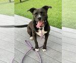 Small #7 American Staffordshire Terrier Mix