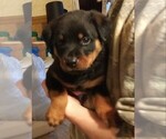 Small Photo #10 Rottweiler Puppy For Sale in HACKETT, AR, USA