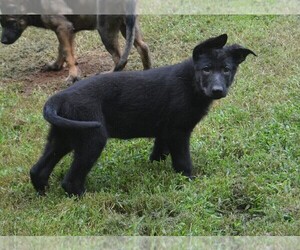 Medium German Shepherd Dog