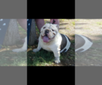 Small Photo #1 English Bulldog Puppy For Sale in CHANDLER, AZ, USA