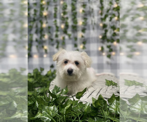 Bichon Frise Puppy for sale in MARIETTA, GA, USA
