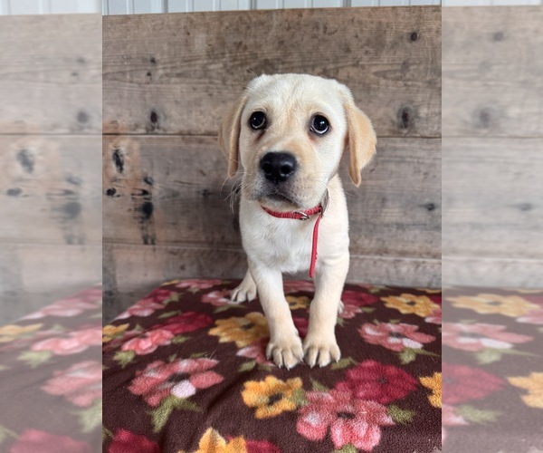 Medium Photo #6 Labrador Retriever Puppy For Sale in VERMONTVILLE, MI, USA
