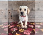Small #5 Labrador Retriever
