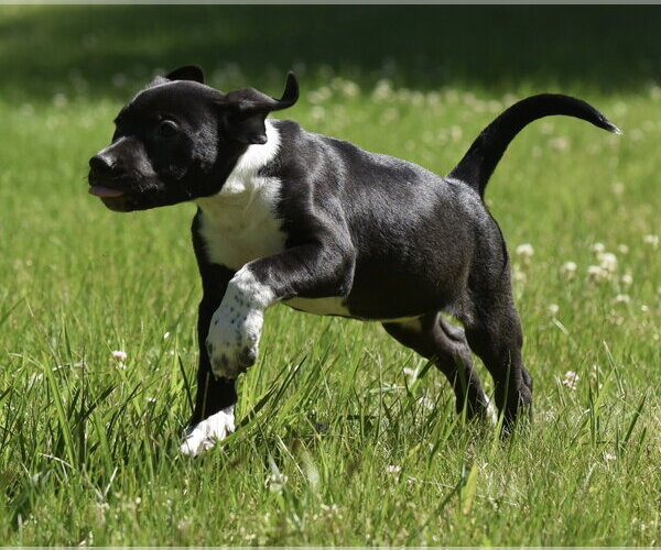 Medium Photo #4 Shepweiller Puppy For Sale in Mechanicsburg, PA, USA
