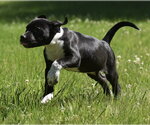 Small #3 Shepweiller