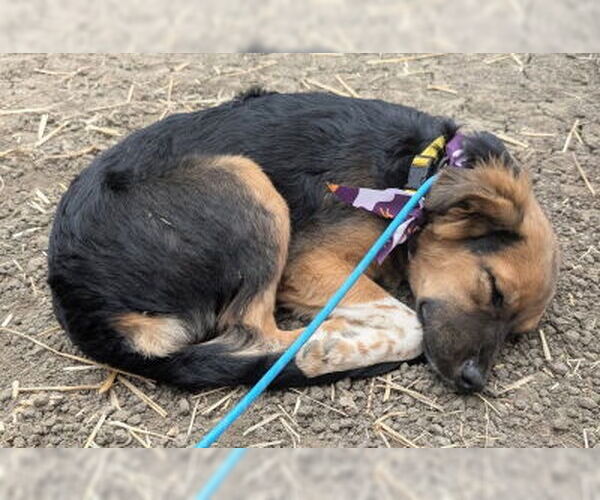 Medium Photo #3 Mutt Puppy For Sale in Ventura, CA, USA