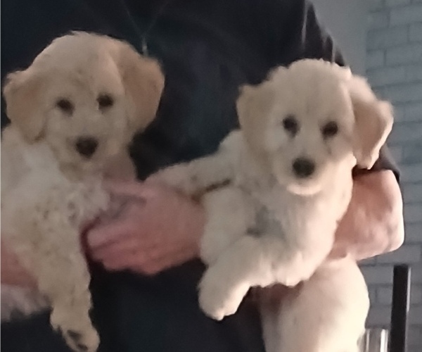 Medium Photo #34 Schnoodle (Giant) Puppy For Sale in ANDERSON, CA, USA