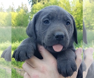 Labrador Retriever Puppy for sale in OLYMPIA, WA, USA