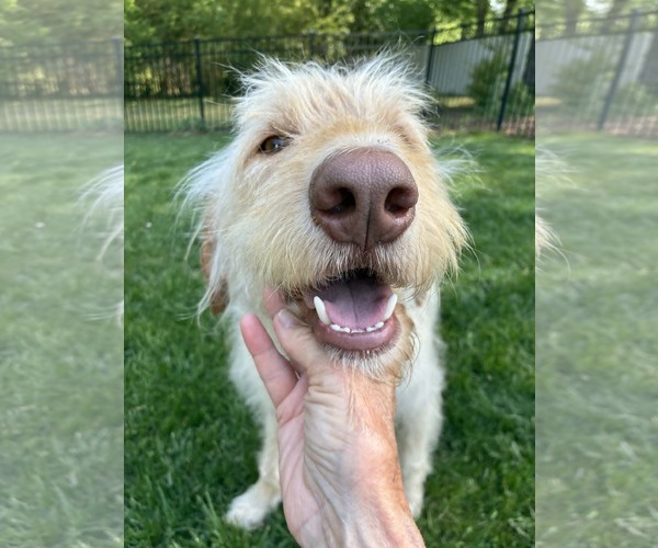 Medium Photo #4 Labradoodle Puppy For Sale in Arlington, VA, USA