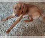 Small Photo #1 Golden Retriever Puppy For Sale in CHESAPEAKE, VA, USA