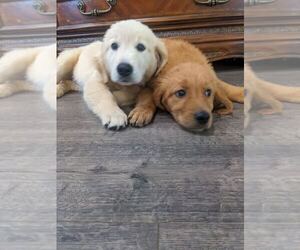 Golden Retriever Puppy for sale in CITRUS HEIGHTS, CA, USA