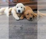 Small Golden Retriever