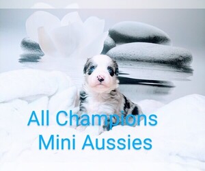 Miniature Australian Shepherd Puppy for Sale in LEHIGH ACRES, Florida USA