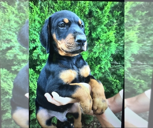 Medium Photo #21 Doberman Pinscher Puppy For Sale in LIVINGSTON, LA, USA