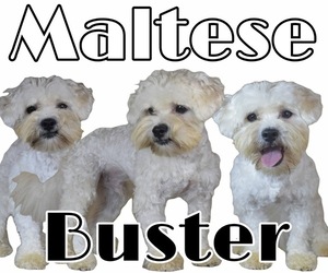 Father of the Maltese-Zuchon Mix puppies born on 09/12/2023