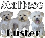 Small Photo #1 Maltese-Zuchon Mix Puppy For Sale in SAN DIEGO, CA, USA