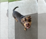 Small #1 Chihuahua Mix