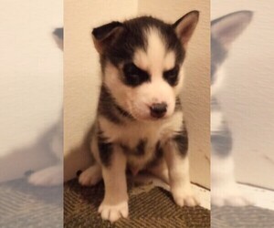 Siberian Husky Puppy for sale in FENTON, MO, USA