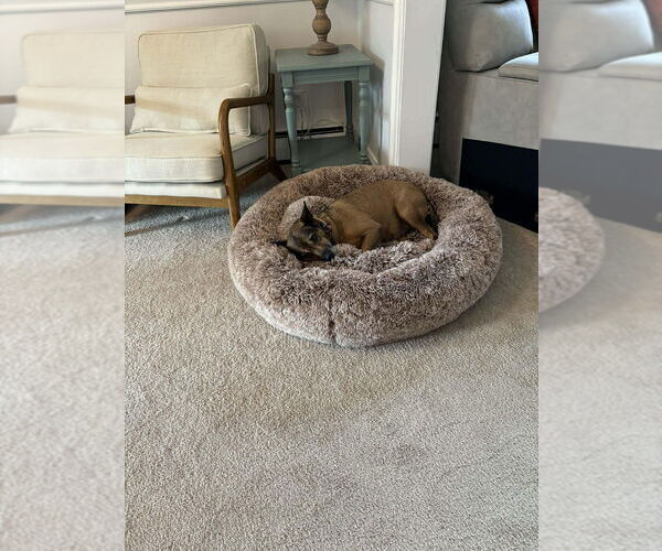 Medium Photo #2 Mutt Puppy For Sale in Springdale, PA, USA