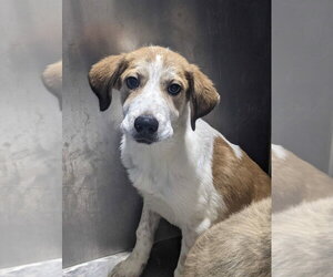 Great Pyrenees-Unknown Mix Dogs for adoption in Andover, MN, USA