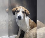 Small Great Pyrenees Mix