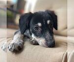 Small #3 Poodle (Miniature) Mix