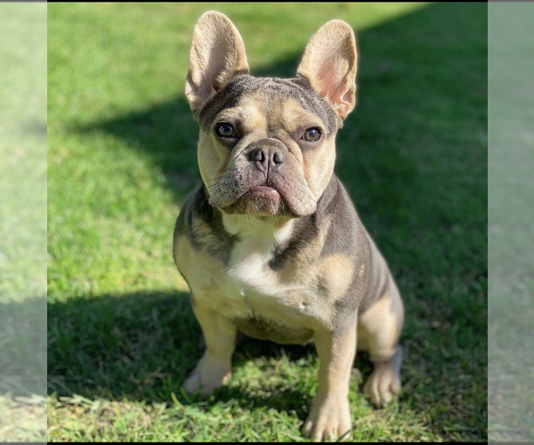 Medium Photo #1 French Bulldog Puppy For Sale in TEMECULA, CA, USA