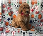 Small Photo #6 Poodle (Standard) Puppy For Sale in LAKELAND, FL, USA
