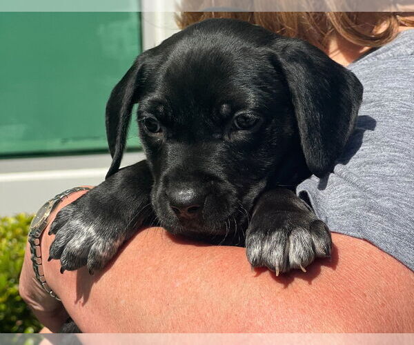 Medium Photo #2 Pointer-Unknown Mix Puppy For Sale in Dana Point, CA, USA