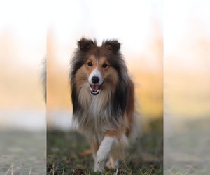 Father of the Shetland Sheepdog puppies born on 02/12/2025