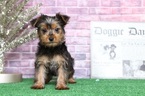 Small Photo #4 Yorkshire Terrier Puppy For Sale in BEL AIR, MD, USA