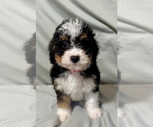 Bernedoodle (Miniature) Puppy for sale in MAGEE, MS, USA