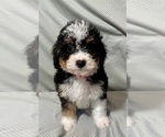 Image preview for Ad Listing. Nickname: minibernedoodle