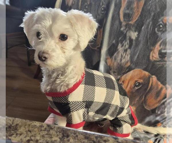 Medium Photo #2 Maltese-Unknown Mix Puppy For Sale in Plymouth, MN, USA