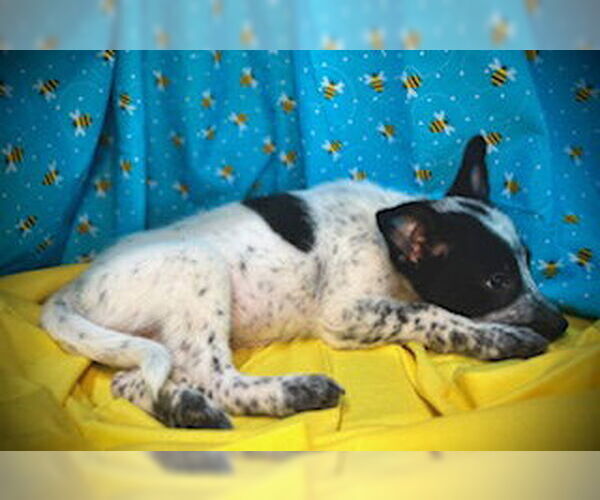Medium Photo #2 Mutt Puppy For Sale in Pleasanton, TX, USA