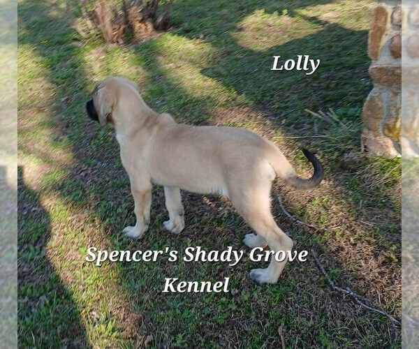 Medium Photo #10 Mastiff Puppy For Sale in CABOOL, MO, USA