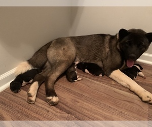 Mother of the Akita puppies born on 02/15/2021