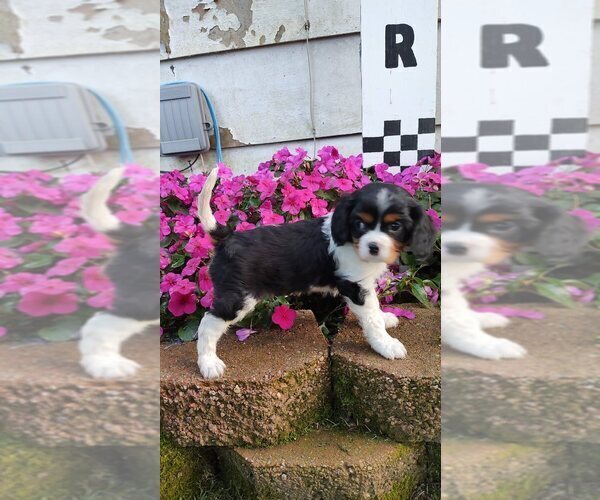Medium Photo #1 Cavalier King Charles Spaniel Puppy For Sale in MORAVIA, NY, USA