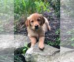 Small #8 Golden Retriever