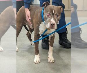 Mutt Dog for Adoption in Forestville, Maryland USA