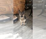 Small Photo #1 German Shepherd Dog Puppy For Sale in San Angelo, TX, USA