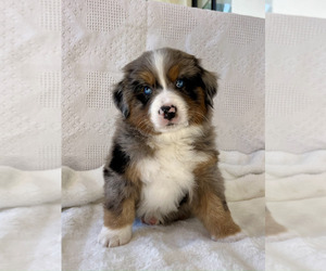 Australian Mountain Dog Puppy for sale in SANTA BARBARA, CA, USA