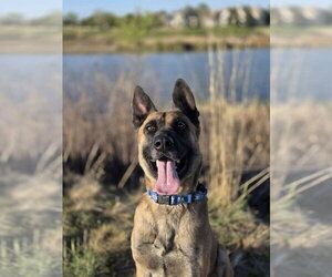 Arthur - Located in OK - Male German Shepherd Dog-Unknown Mix Dog for Adoption - Photo #12