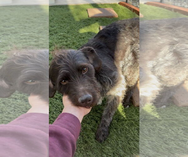Medium Photo #3 German Wirehaired Pointer Puppy For Sale in Milpitas, CA, USA