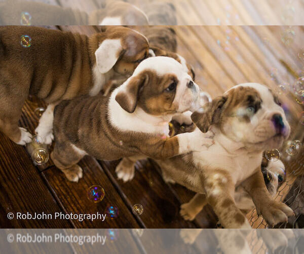 Medium Photo #8 Bulldog Puppy For Sale in STRAFFORD, MO, USA