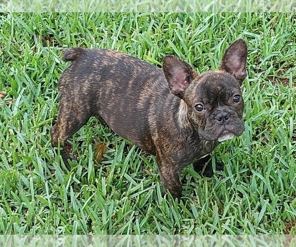 Medium Photo #3 French Bulldog Puppy For Sale in LEAGUE CITY, TX, USA