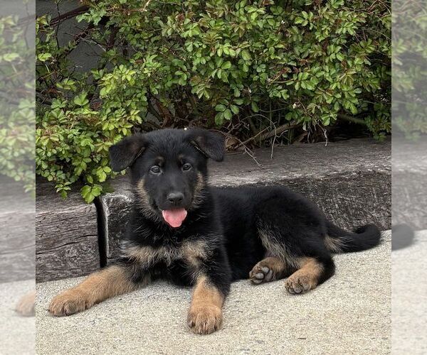 Medium Photo #2 German Shepherd Dog Puppy For Sale in PARADISE, PA, USA