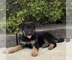 Small #1 German Shepherd Dog